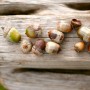 acorns