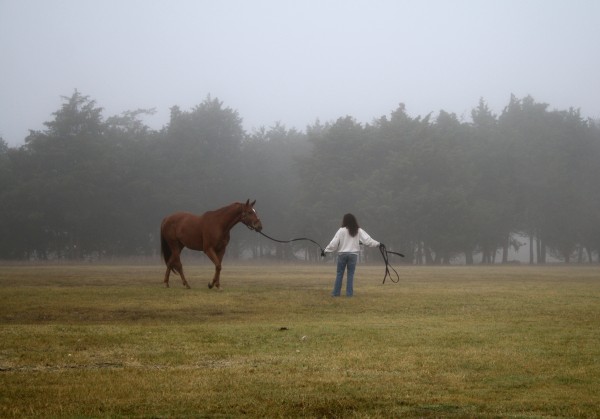 lunging horses final centex 2010
