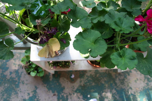 geraniums