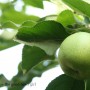 IMG_8841apple