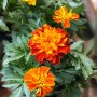 IMG_4490_marigold