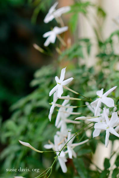 jasmine3